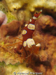 Nice Squat Anemone Shrimp, Crash Boat, Aguadilla, P.R. by Abimael Márquez 